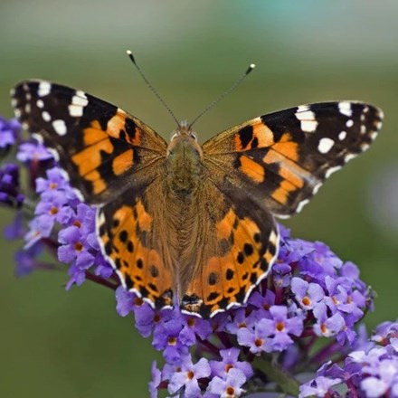 Buddleja 'Lochinch' | Butterfly Bush |