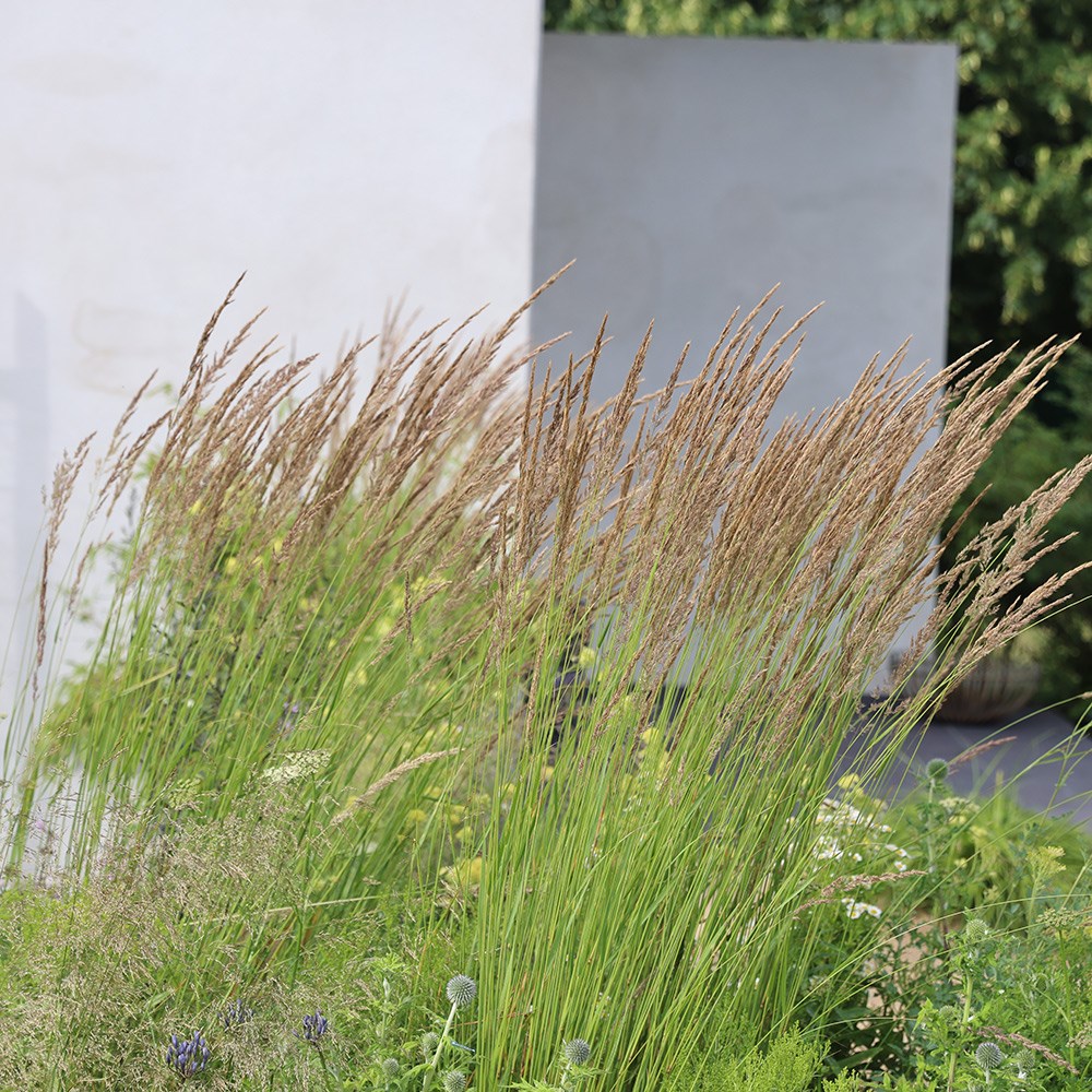 Calamagrostis × Acutiflora Karl Foerster | Feather Reed Grass
