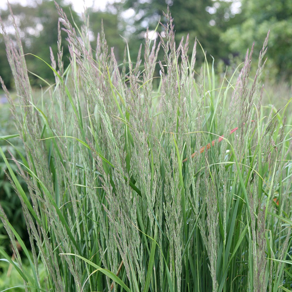 Calamagrostis × Acutiflora Karl Foerster | Feather Reed Grass