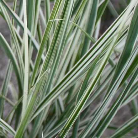 Calamagrostis × acutiflora 'Overdam' | Feather Reed Grass |