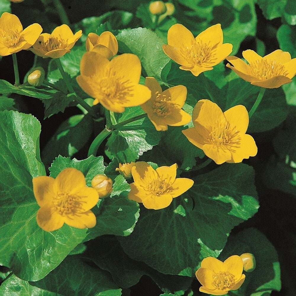 Caltha Palustris | Marsh Marigold