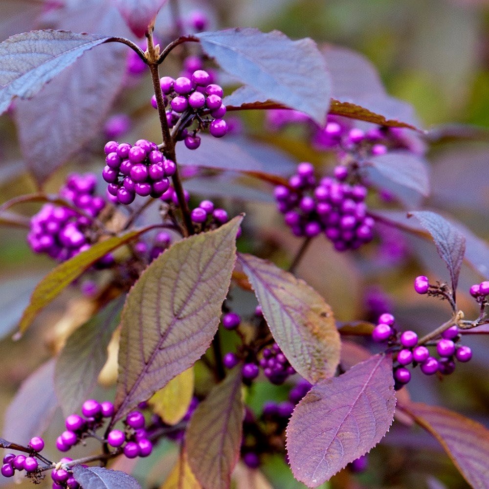 Callicarpa Bodinieri Var. Giraldii Profusion | Beauty Berry