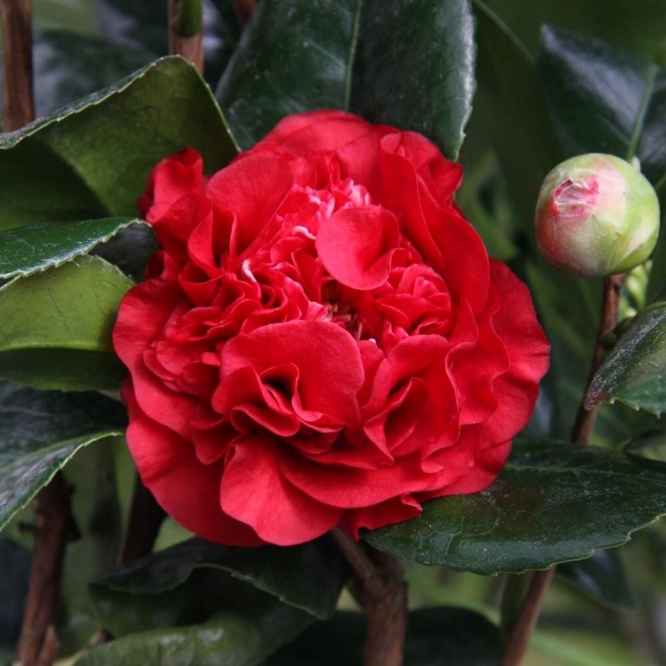Camellia × Williamsii Ruby Wedding