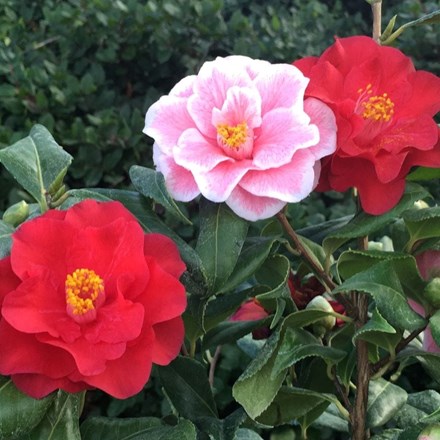 Camellia japonica Lady Vansittart | Camellia