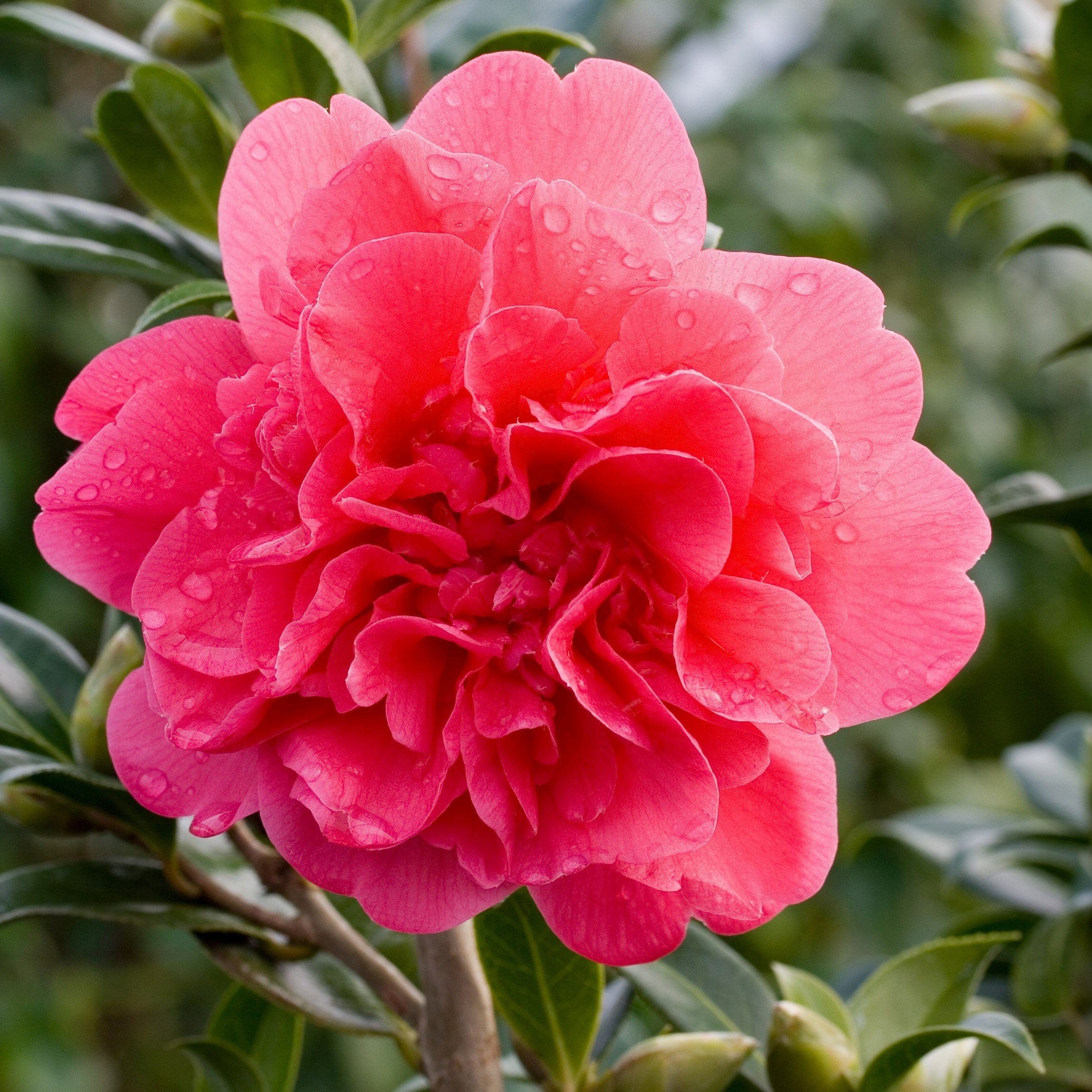 Camellia × williamsii Anticipation | Camellia