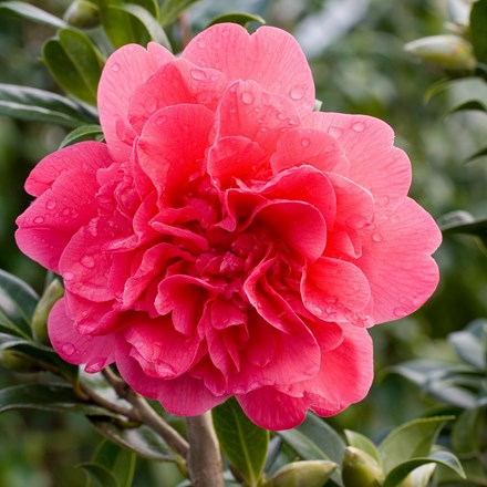 Camellia × williamsii Anticipation | Camellia