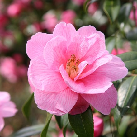 Camellia × williamsii Donation | Camellia