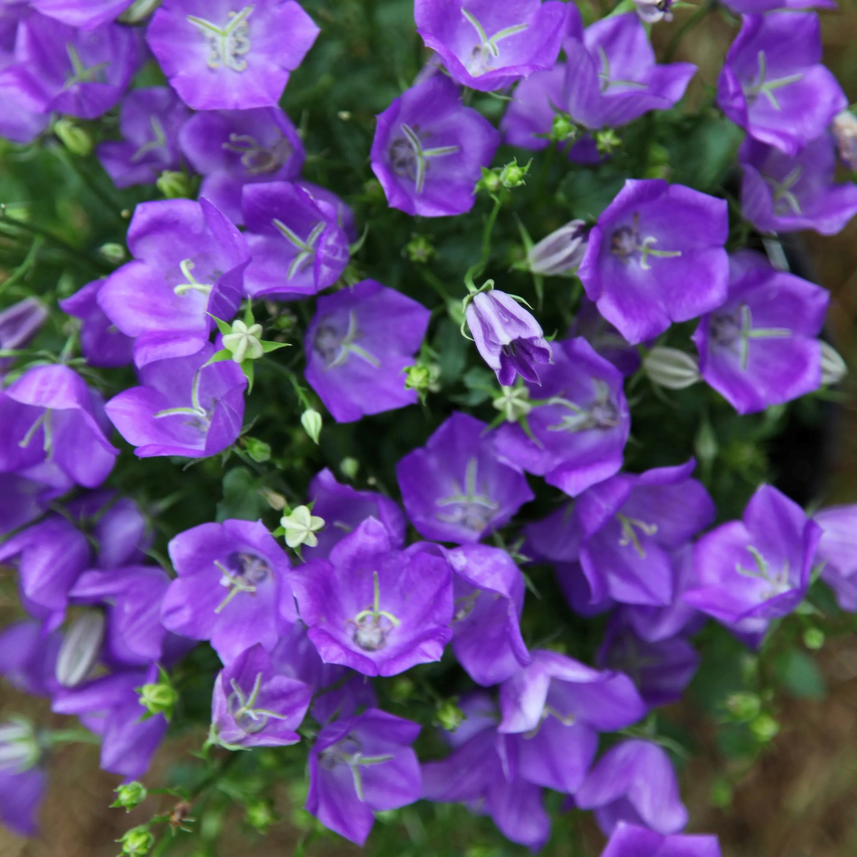 Campanula Carpatica Blaue Clips | Bellflower