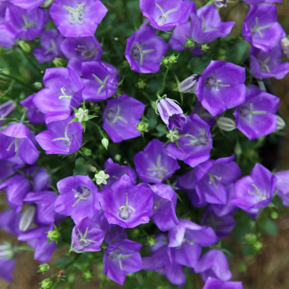 Campanula Carpatica Blaue Clips | Bellflower