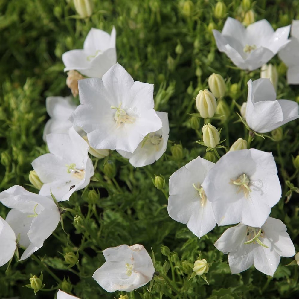 Campanula Carpatica F. Alba Weisse Clips | Bellflower