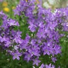 Campanula lactiflora 'Prichard's Variety' | Milky Bellflower |