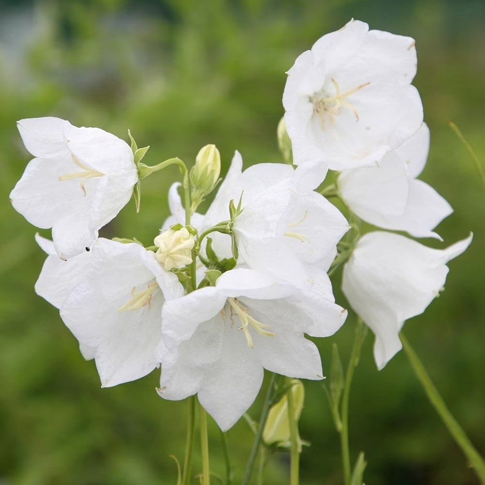 Campanula Persicifolia Var. Alba | Peach-Leaved Bellflower