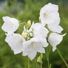 Campanula persicifolia var. alba | Peach-leaved Bellflower |