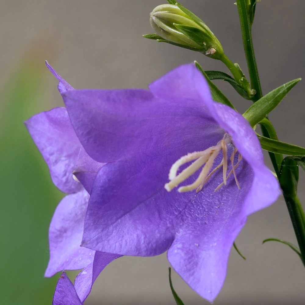 Campanula Persicifolia | Peach-Leaved Bellflower