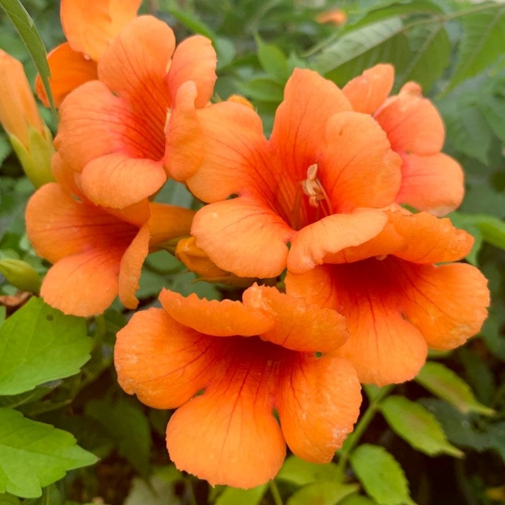 Campsis × Tagliabuana Indian Summer | Chinese Trumpet Vine