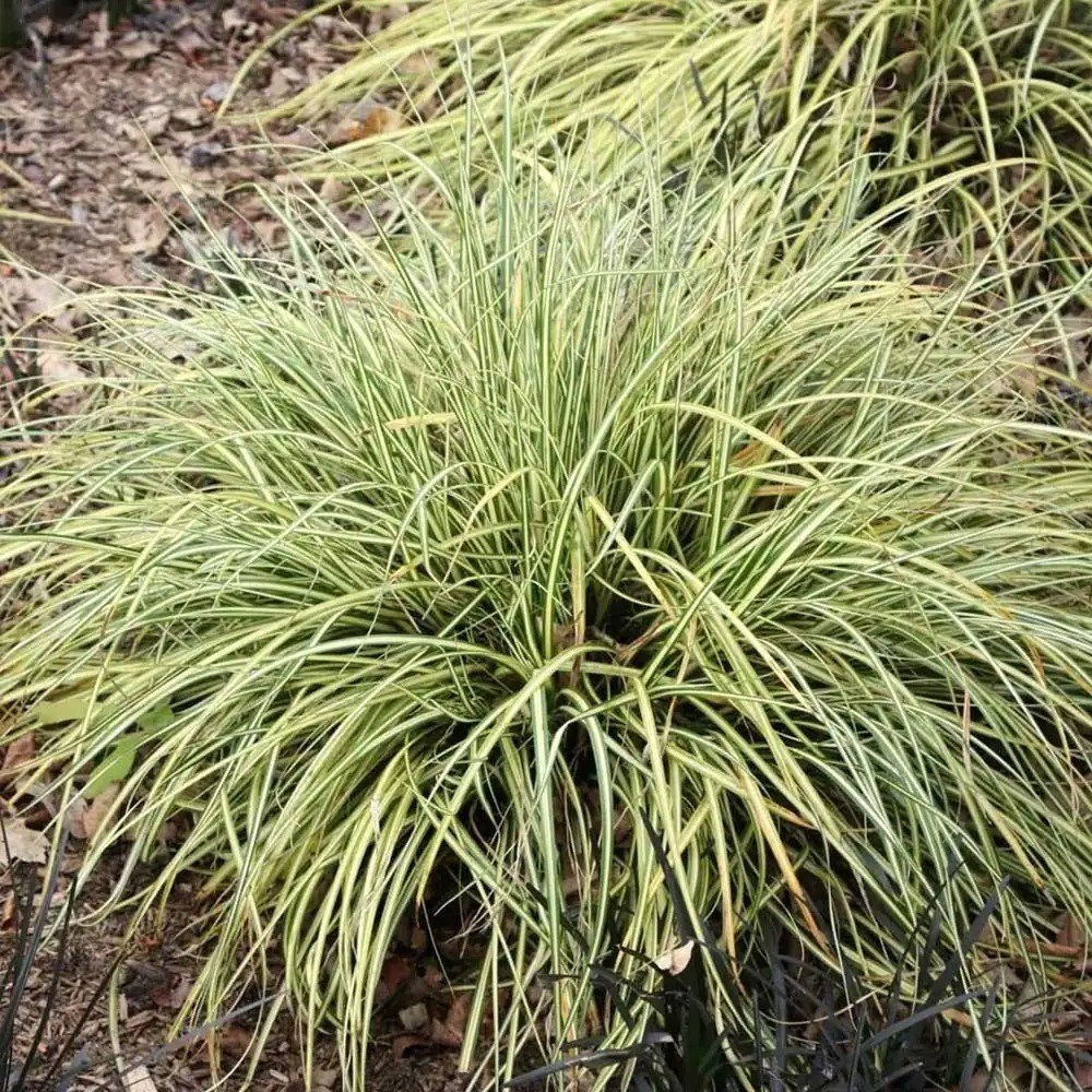 Carex Oshimensis Evergold | Japanese Sedge