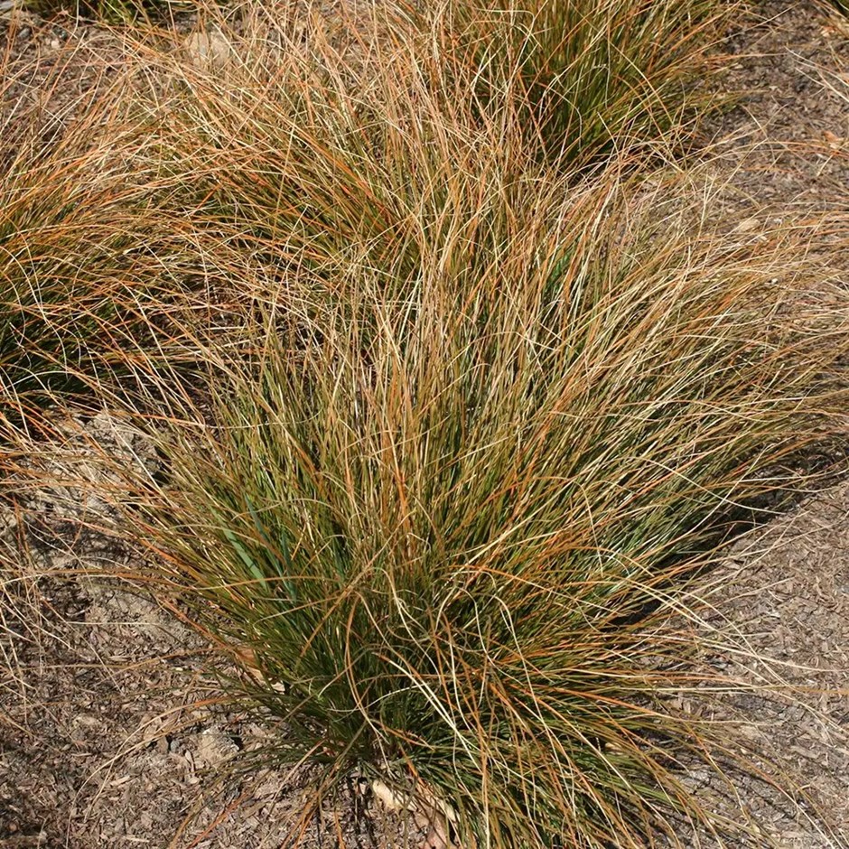 Carex Testacea | Sedge