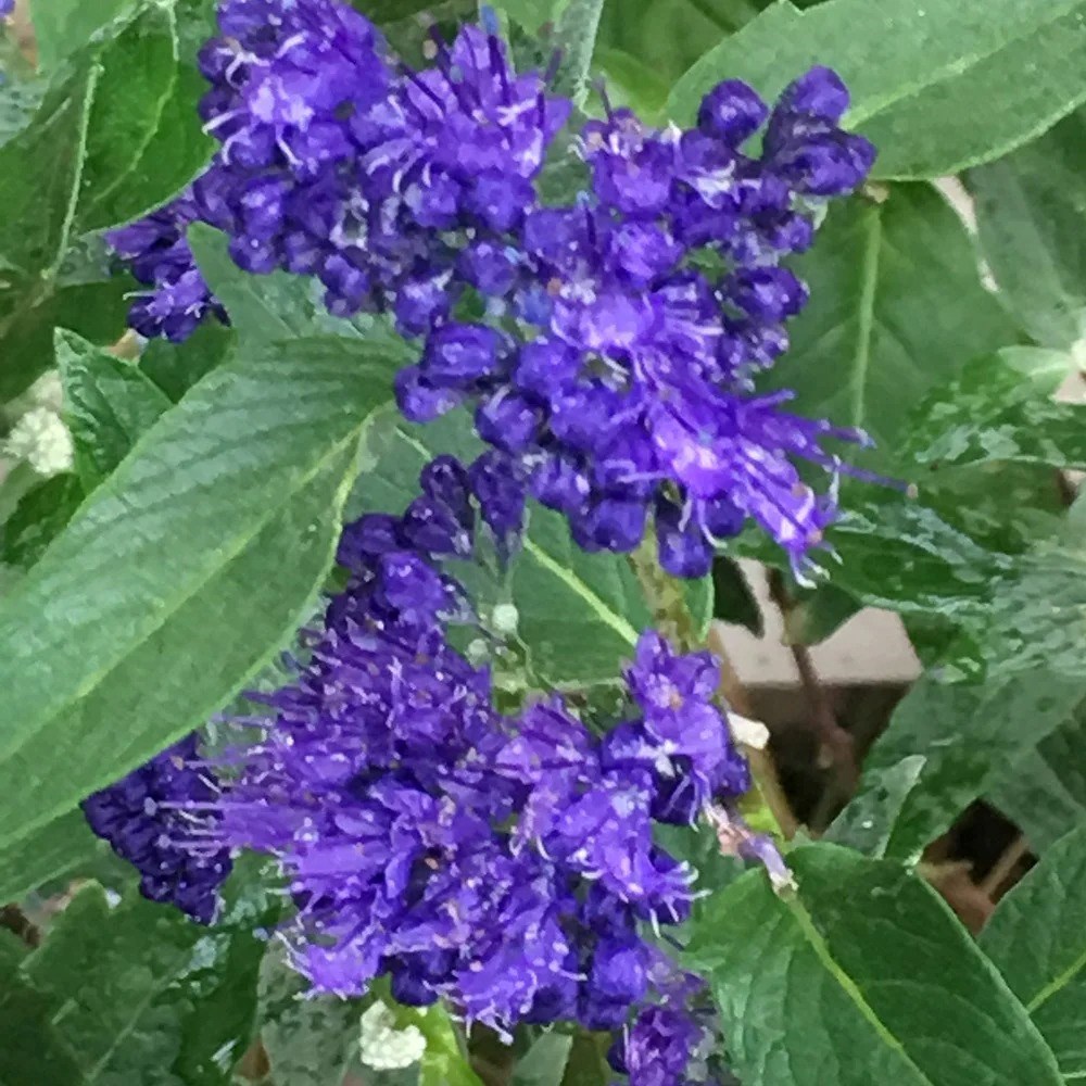 Caryopteris × Clandonensis Heavenly Blue | Bluebeard