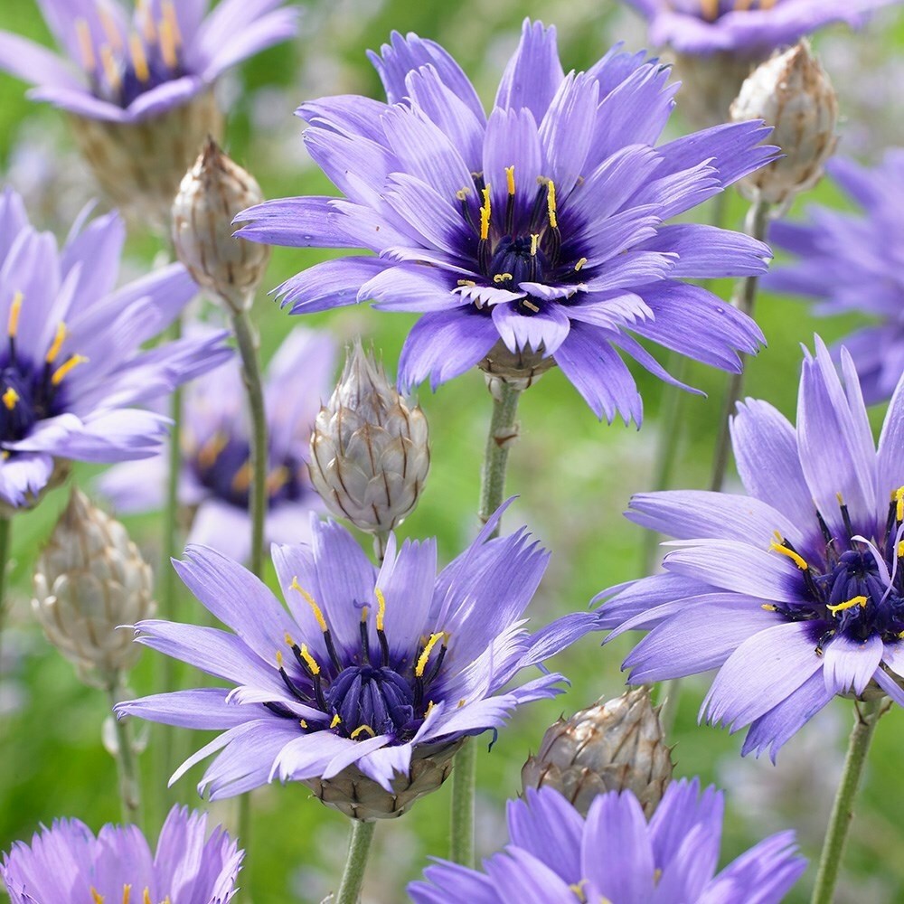 Catananche Caerulea | Blue-Flowered Cupids Dart