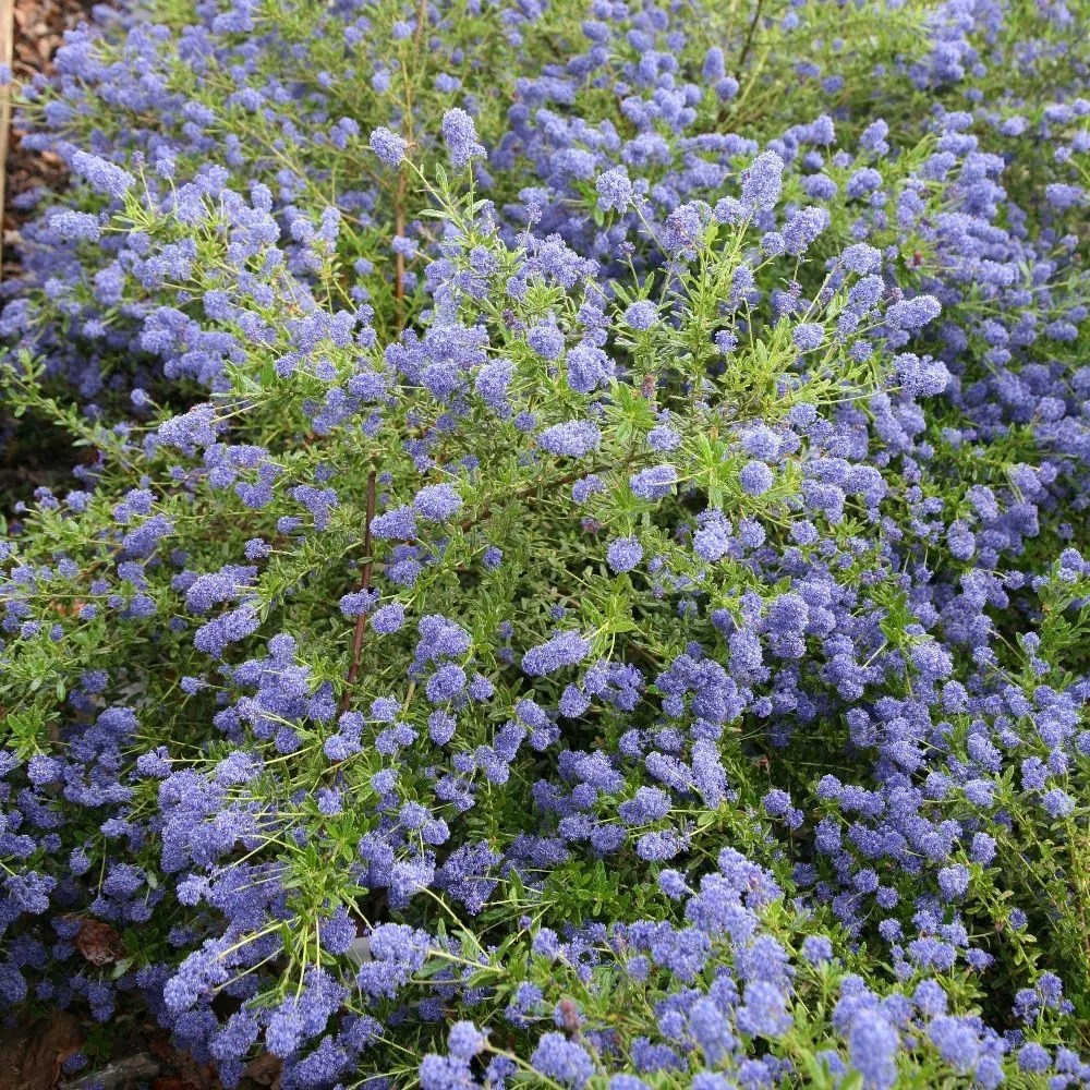 Ceanothus Concha | Californian Lilac