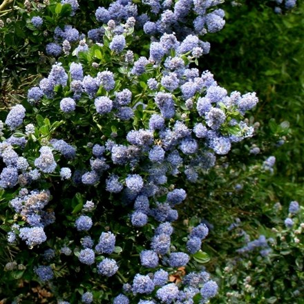 Ceanothus 'Skylark' | Californian Lilac |