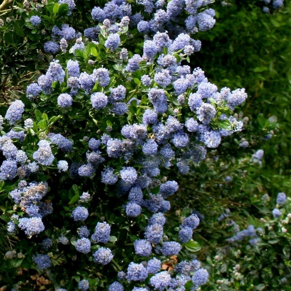 Ceanothus Skylark | Californian Lilac