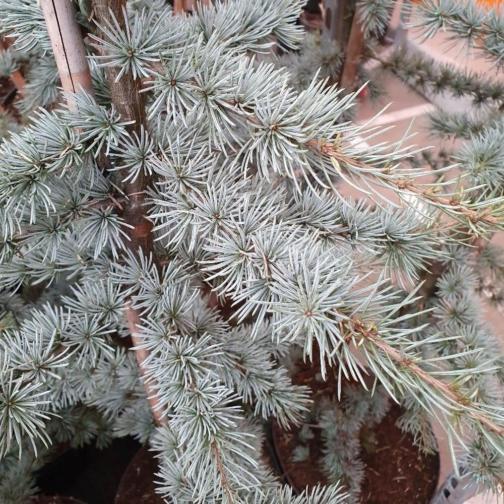 Cedrus Atlantica Glauca | Blue Atlas Cedar

