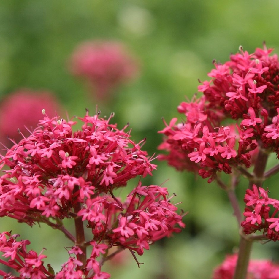 Centranthus Ruber | Red Valerian