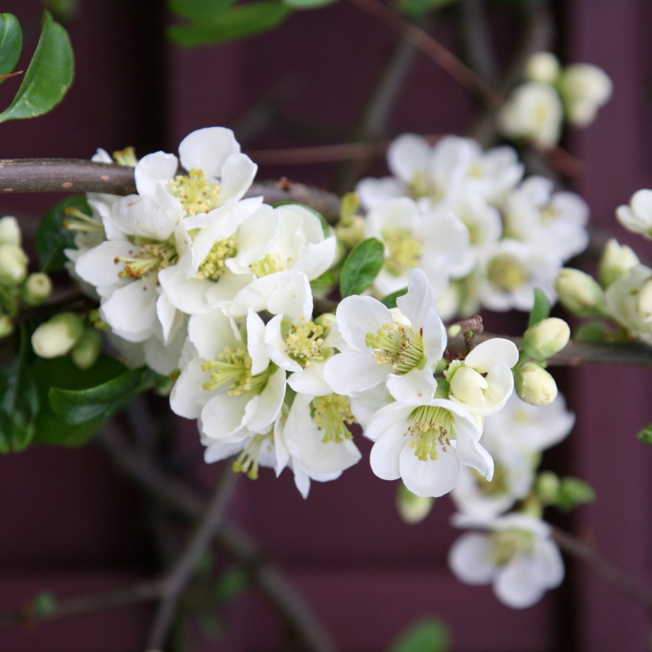 Chaenomeles Speciosa Nivalis | Flowering Quince