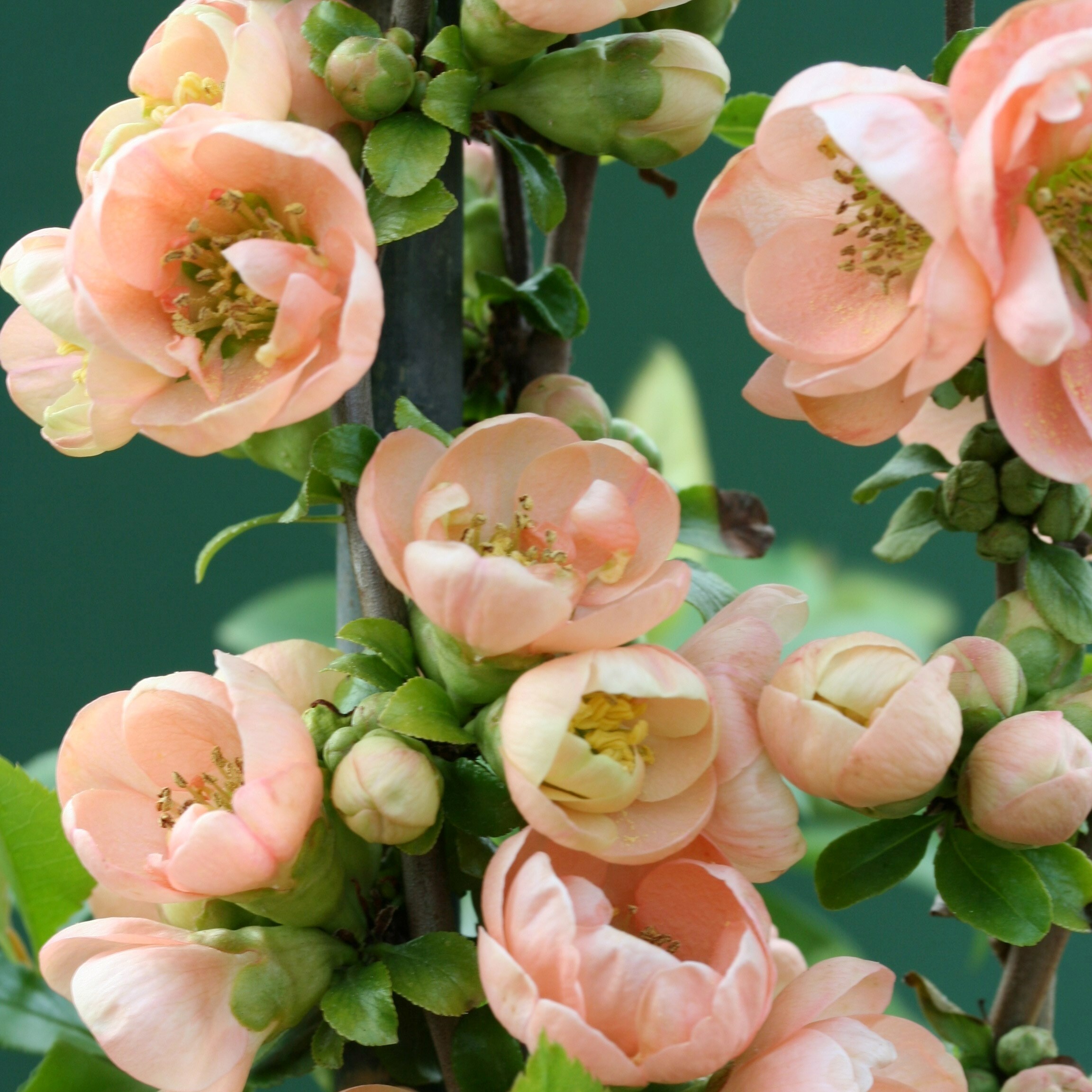 Chaenomeles Speciosa Geisha Girl | Flowering Quince