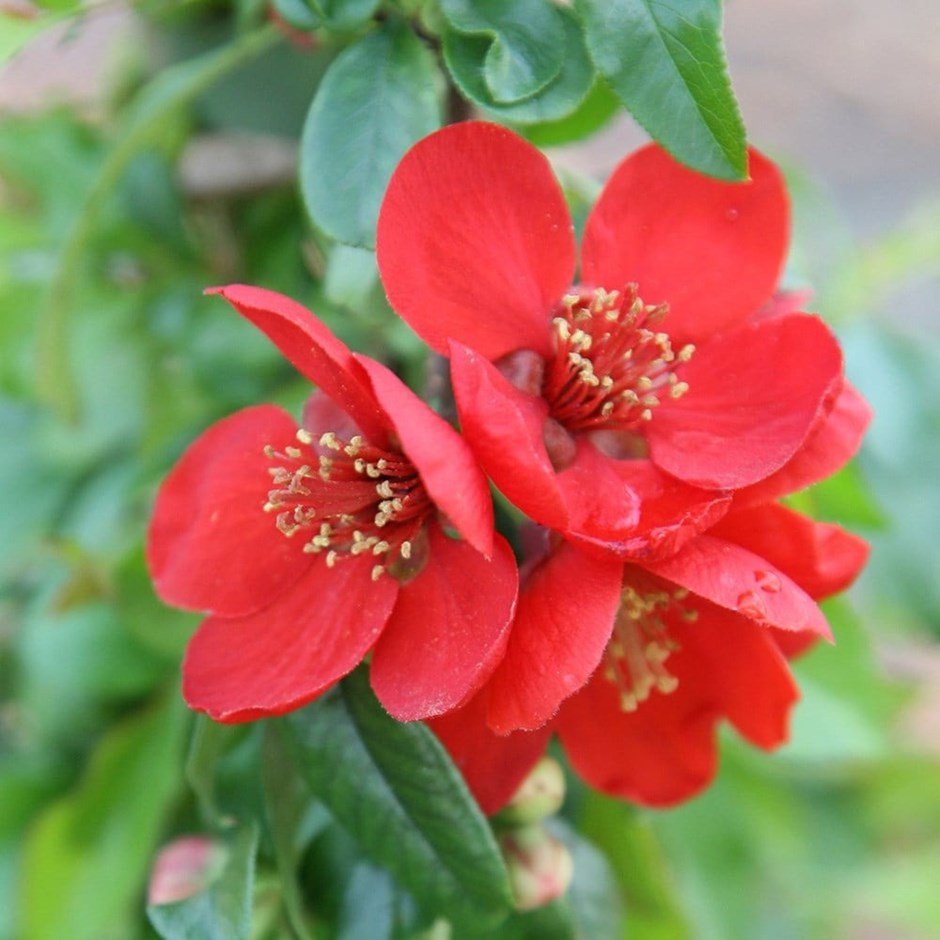 Chaenomeles × Superba Crimson And Gold | Flowering Quince