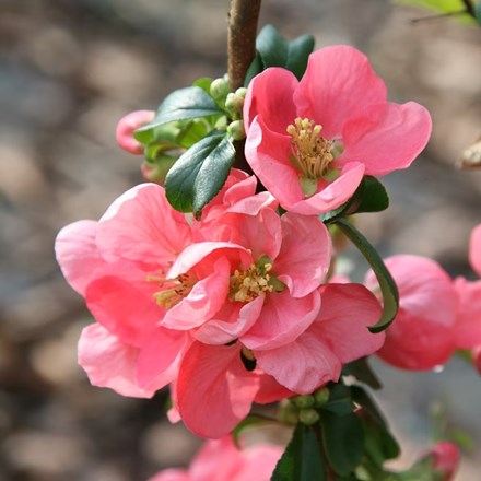 Chaenomeles × superba 'Pink Lady' | Flowering Quince |
