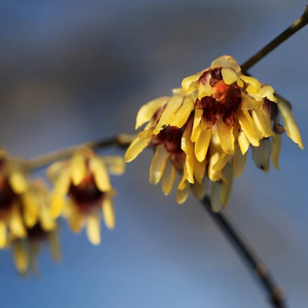 Chimonanthus praecox | Wintersweet |