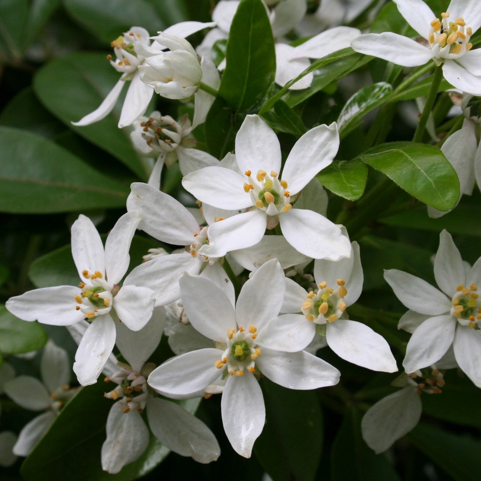 Choisya Ternata | Mexican Orange Blossom