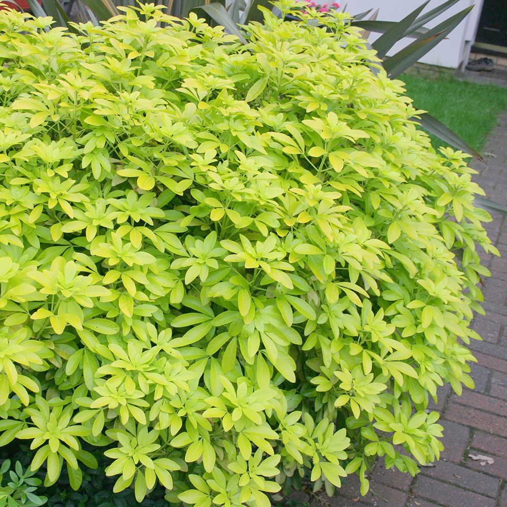 Choisya Ternata Sundance | Mexican Orange Blossom