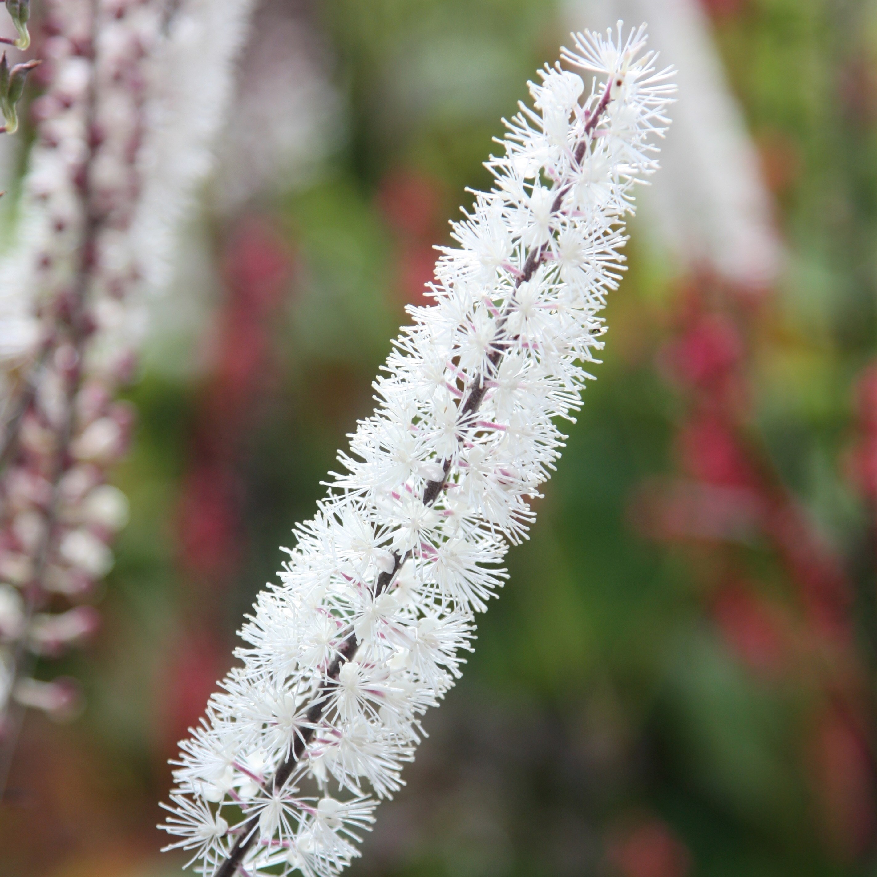 Actaea Simplex Atropurpurea Group | Bugbane