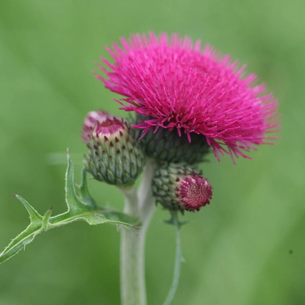 Cirsium Rivulare Atropurpureum | Brook Thistle