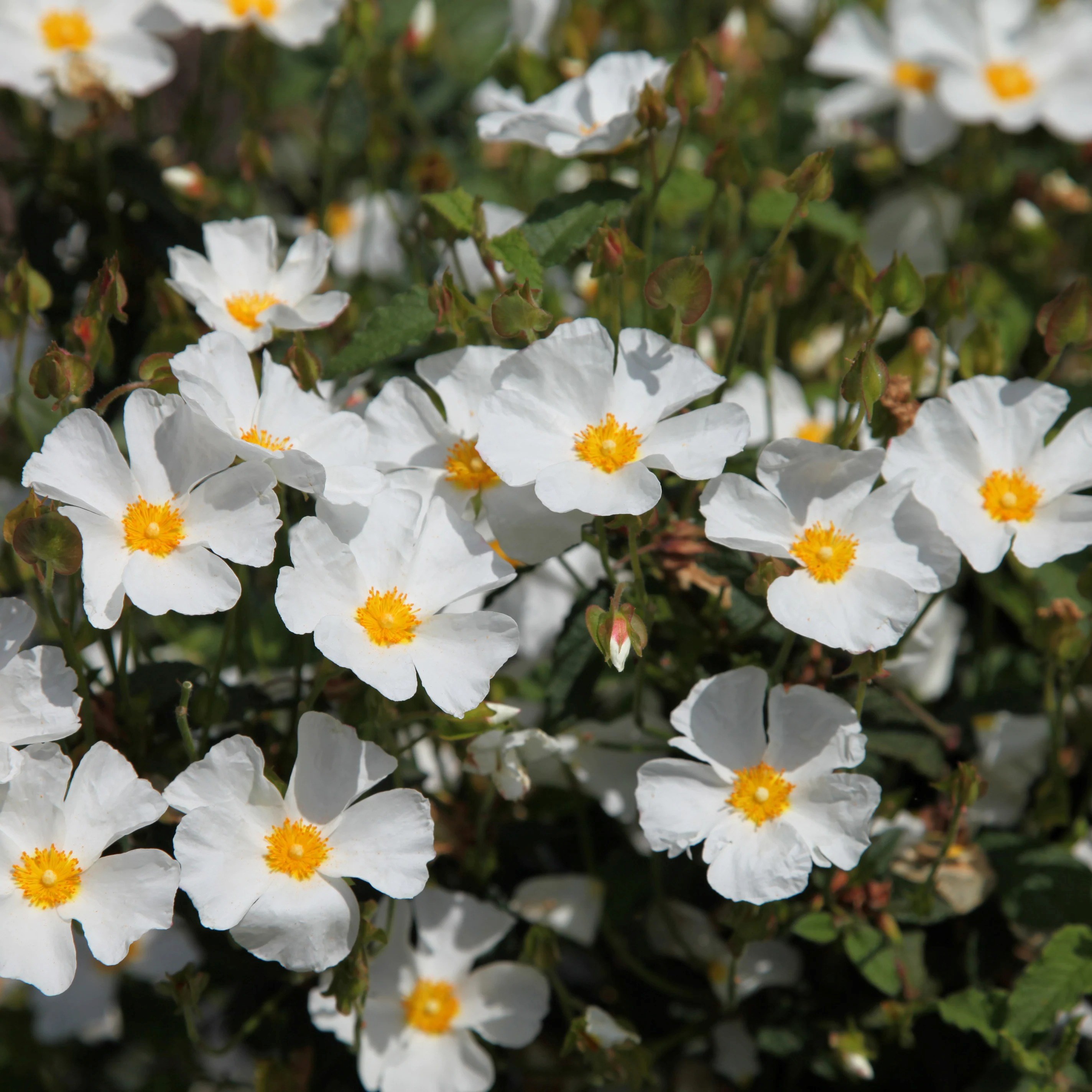 Cistus × Hybridus | Rock Rose