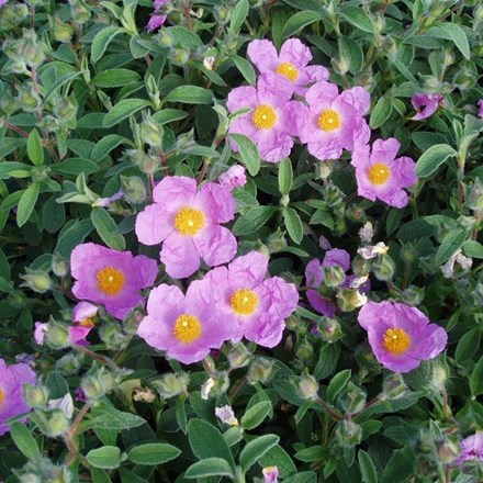 Cistus creticus | Cretan Rock Rose |