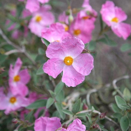 Cistus × argenteus 'Silver Pink' | Rock Rose |