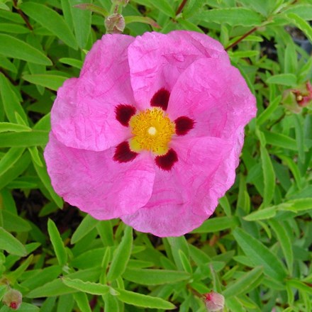 Cistus × purpureus | Rock Rose |