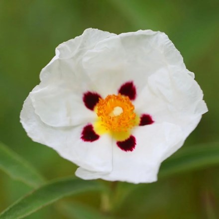 Cistus × purpureus 'Alan Fradd' | Rock Rose |
