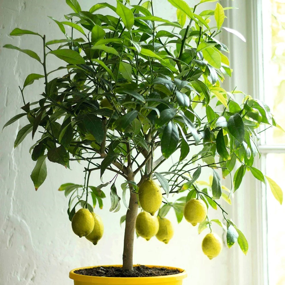 Lemon Four Season | Citrus × Limon