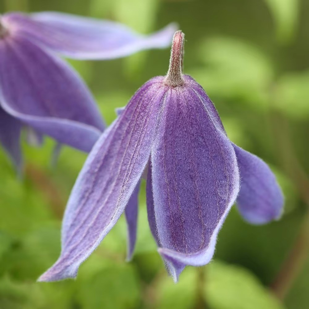 Clematis Alpina | Alpine Clematis