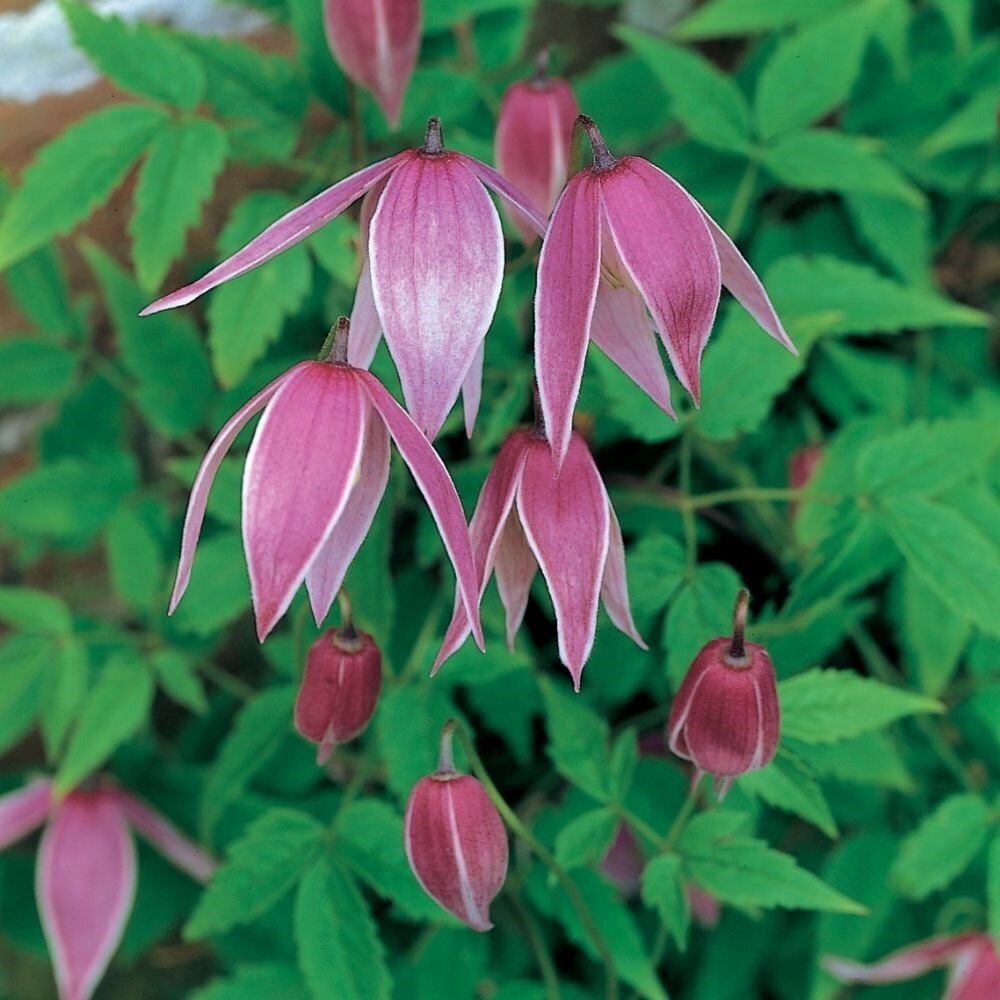 Clematis Constance | Alpine Clematis
