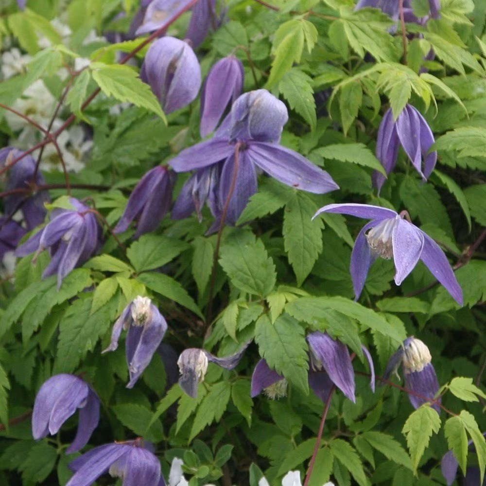 Clematis Frankie | Alpine Clematis