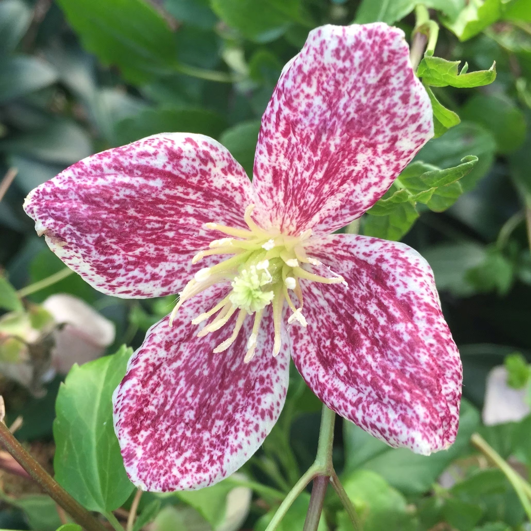 Clematis Cirrhosa Var. Purpurascens Freckles