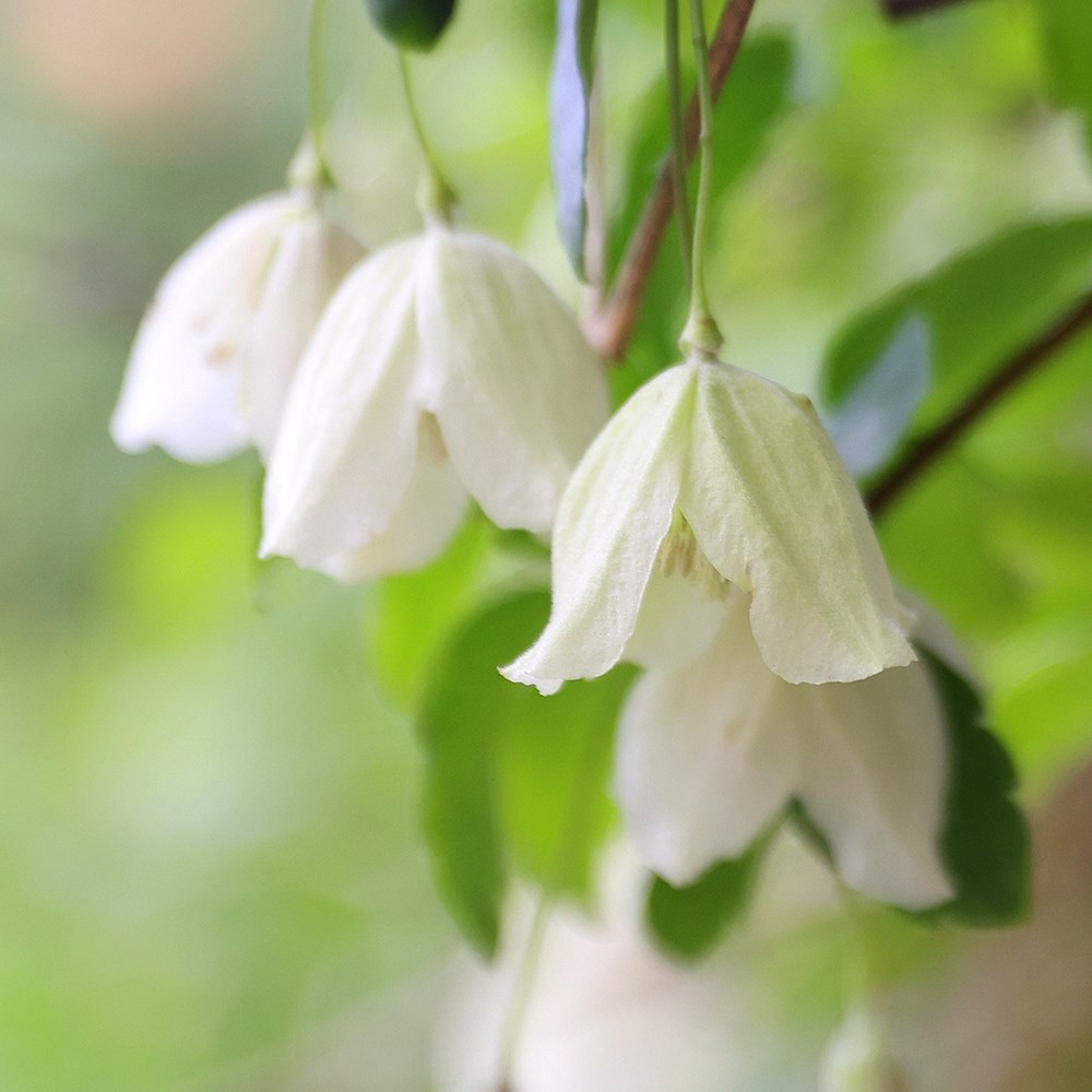 Clematis Cirrhosa Wisley Cream