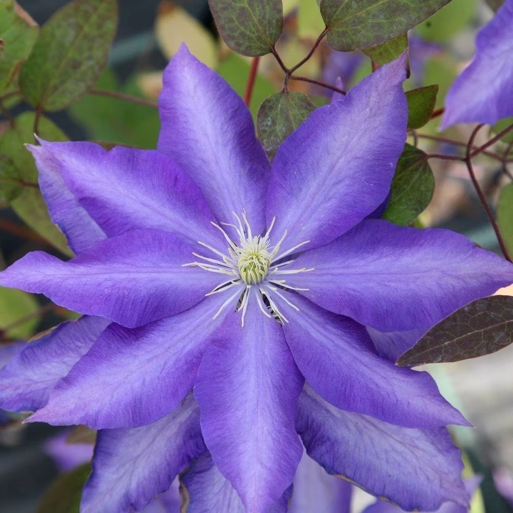 Clematis Daniel Deronda | Early Large Flowered Clematis