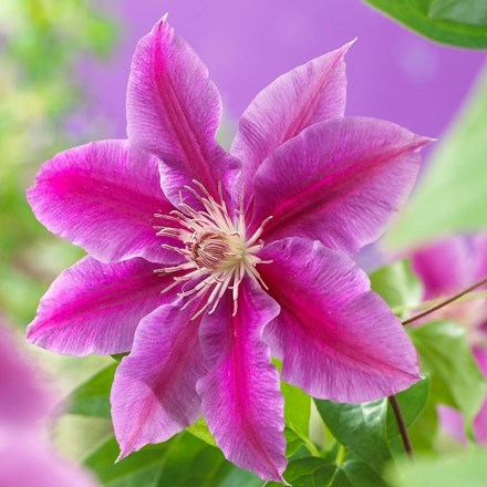 Clematis Doctor Ruppel | Early Large Flowered Clematis